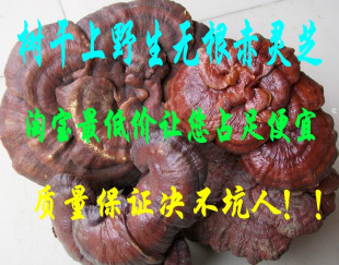  中药材 专卖 树干野生赤灵芝灵芝稀有物种98元/斤
