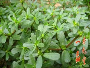  新鲜采摘 天然野生/五行草/马齿苋/马生菜/长寿菜/马齿见 纯绿色