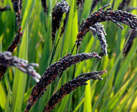 黑米种子黑米水稻种子黑稻谷种子黑糯米水稻种