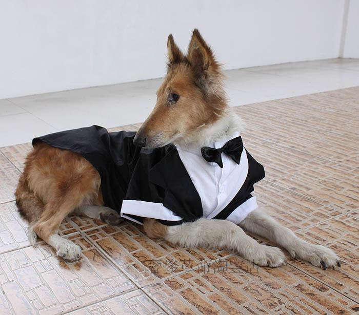 Large wedding Groom man 's suit Gentlemen's Evening Dresses Tuxedo Transfiguration equipment Groomsmen suits 3 colorsin the Pet/Pet food and supplies , Pet apparel and accessories , Pet clothing/Raincoat category - from Buy2taobao.com to provide professional Taobao agent buy service