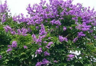 Lagerstroemia speciosa Flower seedlings Crape myrtle trees Lagerstroemia speciosa seedlingsin the Flower delivery/Flowers simulation/Plants gardening , Garden Plants/Trees/Fruit tree, Foliage/Flowering Shrubs category - from Buy2taobao.com to provide professional Taobao agent buy service