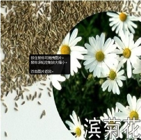 Perianth seed Western Chrysanthemum flowers and plants seed Landscaping flowers and plants seed Place of Origin Direct selling kg . wholesalein the Flower delivery/Flowers simulation/Plants gardening , Flowers/Fruits and vegetables/Lawn seed (New) , Home & Garden Seeds category - from Buy2taobao.com to provide professional Taobao agent buy service
