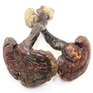  汉草荟 野生赤芝 长白山带柄赤灵芝 野生灵芝 赤灵芝片 专柜正品