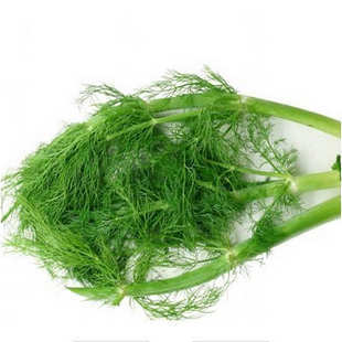  有机茴香菜/叶/香丝菜250g,新鲜蔬菜名贵药材,今日秒杀菜市场超市