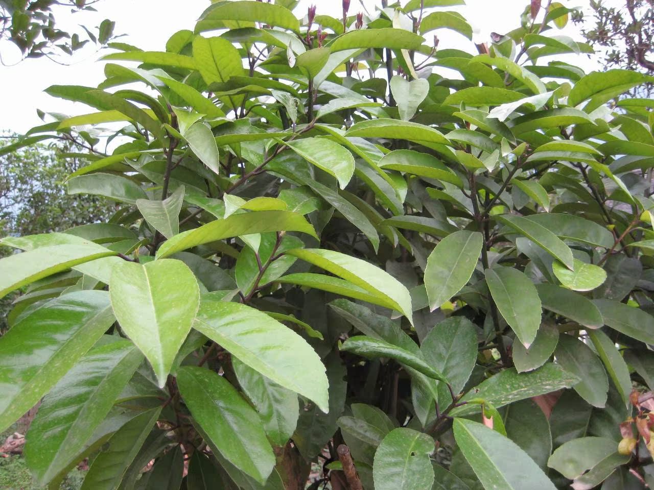 苦丁茶【图片 价格 包邮 视频】_淘宝助理