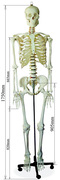 头骨模型颈椎模型170cm人体大骨骼，模型k骷髅骨架标本脊椎模型包