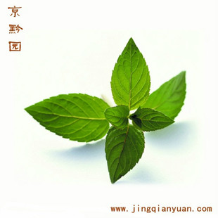  【京黔园】新鲜蔬菜野薄荷 薄荷 夜息香 南薄荷 银丹草北京配送