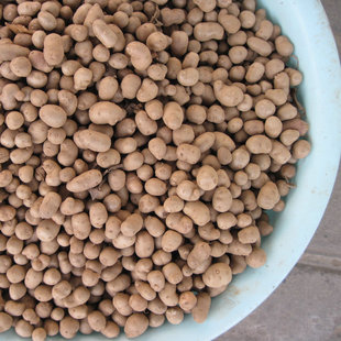  健康大地 焦作铁棍山药蛋山药豆山药种子 过筛挑拣