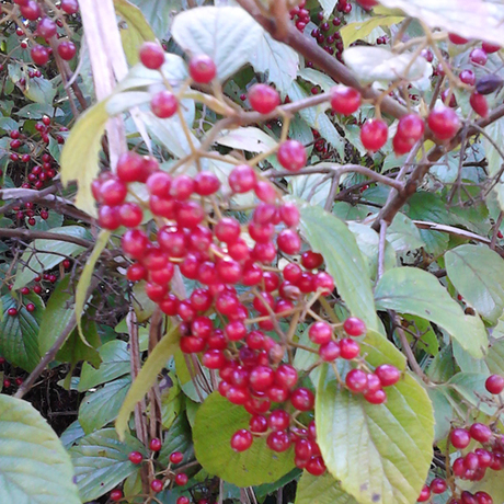 湖南怀化安江特产 野生水果 柴抢子、红色野果