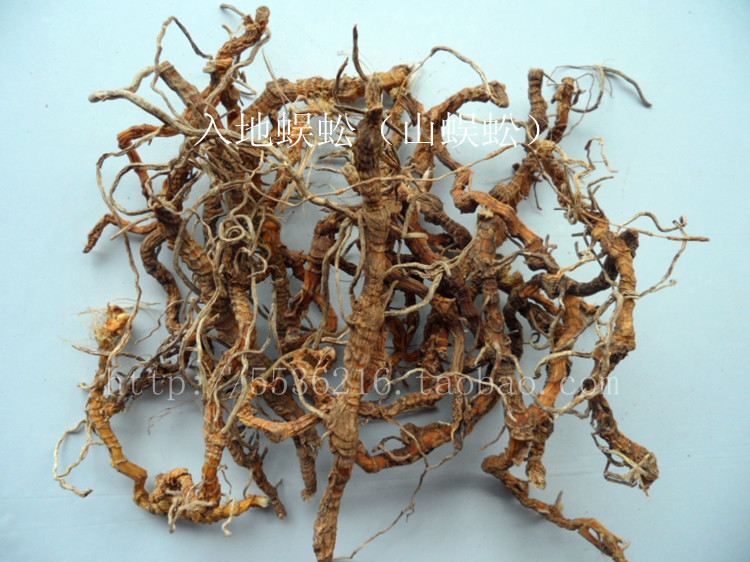 Tai Po Hakka Famous and precious soup stock Mountain centipede wild centipede 500gin the Traditional nourishing food , Medicinal and Edible Food , Other Medicinal and Edible Food category - from Buy2taobao.com to provide professional Taobao agent buy service