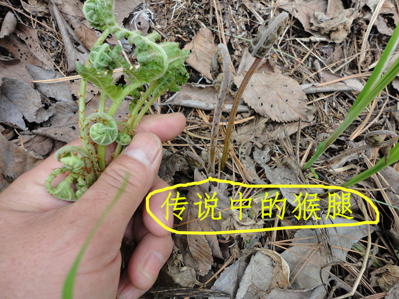 19年保鲜袋的猴腿山野菜毛腿绿色野生东北小兴安岭特产凉拌菜腌制在类目 水产肉类/新鲜蔬果/熟食, 新鲜蔬菜/蔬菜制品, 新鲜蔬菜, 其它中 - 来自Buy2taobao.com提供专业的淘宝代购服务