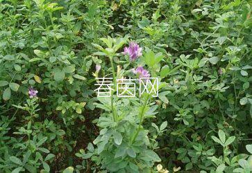 南方苜蓿草种子 耐热高产型多伦六级紫花苜蓿批发 牧草种子1斤
