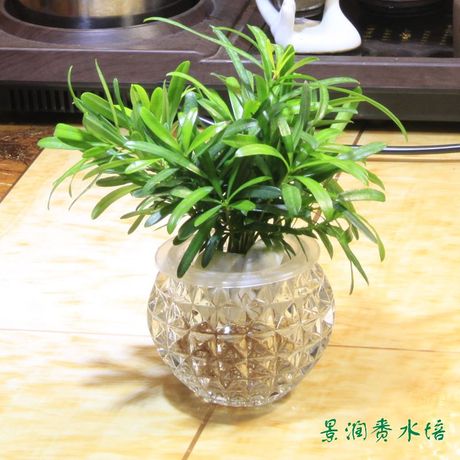 水培罗汉松金钱松 水养花卉有氧盆栽植物防辐