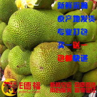  新鲜水果 马来西亚6号新鲜菠萝蜜 海南产地直销 包邮 买就送
