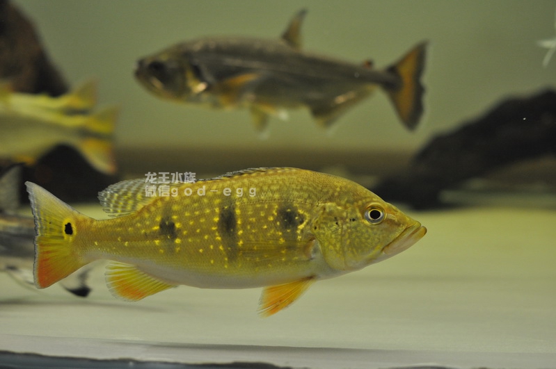 野生 混养 热带鱼 观赏鱼 包活苏里南满天星金三