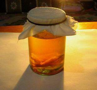 ●乐百汇●优质红茶菌、海宝菌种+培养资料+售后服务