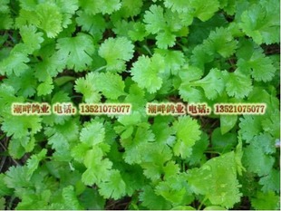  生态农庄自产有机肥种植无农药新鲜香菜芫荽 有机蔬菜