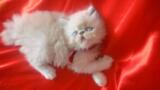 taobao english 13392284694