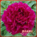 多年生芍药【庆云红】观赏盆栽花卉 原价15元 秒杀价5元