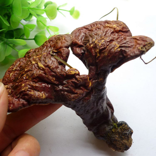  ［鑫喆］长白山野生灵芝12克 正品野生 182号