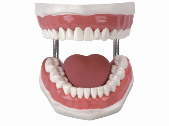 nursing Healthcare Model Enlarge 5 Tooth clean teaching mould oral cavity nursing Modelin the Personal Care/Health/Massage equipment , Oral Care , Other oral therapy equipment category - from Buy2taobao.com to provide professional Taobao agent buy service