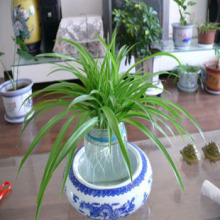 绿色植物 水培|金边吊兰|青叶吊兰|水培吊兰此苗5元1棵