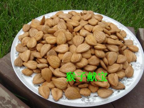 承德特产野生山杏仁大生杏仁中国产甜杏仁原味