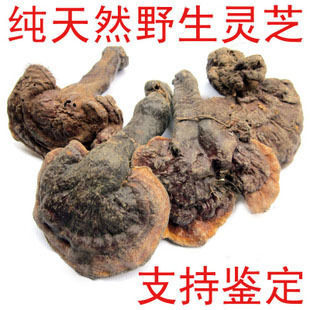  云南纯天然野生灵芝/野生赤芝/不好包退 支持鉴定 本色无任何加工