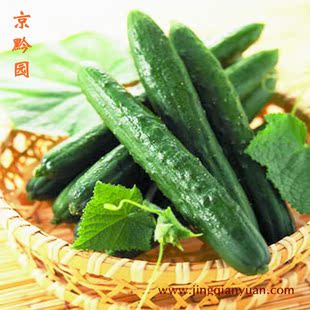  【京黔园】绿色食品优质蔬菜 黄瓜 北京买菜当天送到家