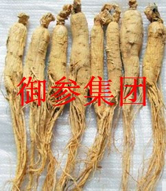 長白山人參 白參 東北人參根 原皮生曬參促銷 新貨無熏硫50克在類目 傳統滋補營養品, 參類滋補品, 人蔘/園參中 - 來自Buy2taobao.com提供專業的淘寶代購服務