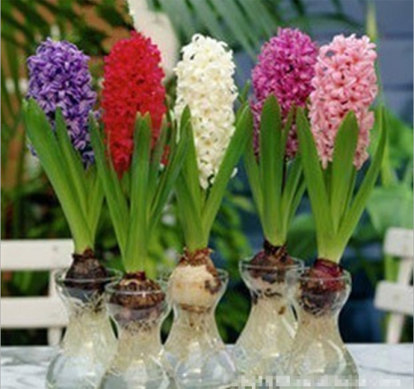 风信子种球 土培水培 公室内植物盆栽办公室室