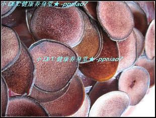  宏裕堂 鹿茸片 鹿茸红粉片每克仅3.6元 特级鹿茸粉片 补肾壮骨