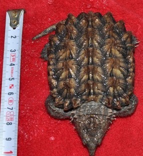 包邮金甲大鳄龟苗6-7cm,全品,包风险,黄金甲鳄龟,黄金大鳄龟