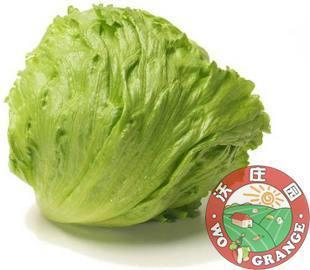  沃庄园 球生菜/圆生菜1斤/颗,新鲜蔬菜 烧烤色拉汉堡必备 菜市场