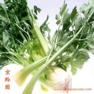  【京黔园】绿色食品优质蔬菜 芹菜 北京买菜当天送到家