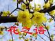 名贵花木腊梅种