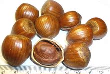 4冠 东北大榛子 大尖 250g 超大原味 香甜好吃不开口 2斤包邮