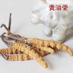 【贵滋堂】 西藏那曲冬虫夏草 虫草 包邮 5-6条1克