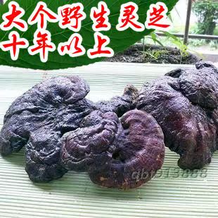  大个灵芝！正品野生赤芝/野生灵芝菌/带柄赤芝泡酒药材 假一赔十
