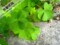 庭院植物花卉/四葉幸運草種子/三葉草/20粒/買滿33元/種子包郵