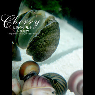 【多彩水族】鲍鱼螺 去藻螺 笠螺 观赏螺 迷你螺