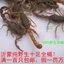 2012年新货满百包邮 东亚钳蝎沂蒙山纯正野生蝎子十足全蝎活蝎