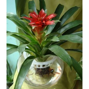 凤梨盆景鸿运当头盆栽花卉 凤梨盆栽室内盆栽