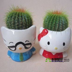 经典重现 仙人掌/防辐射/多肉植物/仙人球 hello Kitty 情侣一对