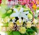 康乃馨香水百合花篮温暖的爱