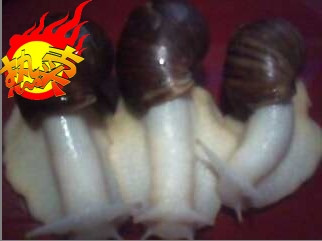 White jade snail farming 5 white jade snail snail farming information