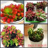 ★迷你植物*虹之玉*耳坠草、净化空气 玉米粒 防辐射 净化空气