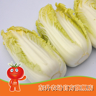  农场直供_东升娃娃菜_清甜可口_新鲜娃娃菜 广州蔬菜配送(500g)