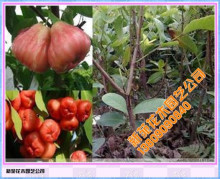 黑珍珠莲雾 天桃 台湾黑珍珠莲雾 特级莲雾 果树果苗 莲雾树苗