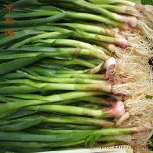  【京黔园】绿色食品新鲜蔬菜 青蒜 蒜苗 北京买菜当天送到家